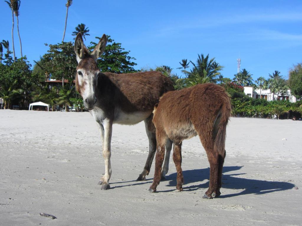 Pousada Do Tadeu Jijoca de Jericoacoara Luaran gambar